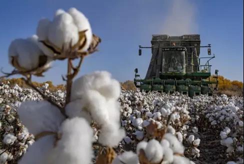 大量外贸厂商收到“棉花禁用”通知！亚马逊疑下架中国棉制品！