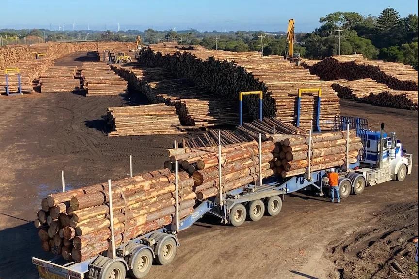 澳大利亚请求恢复原木出口！中国并未回应，澳损失将达12.3亿