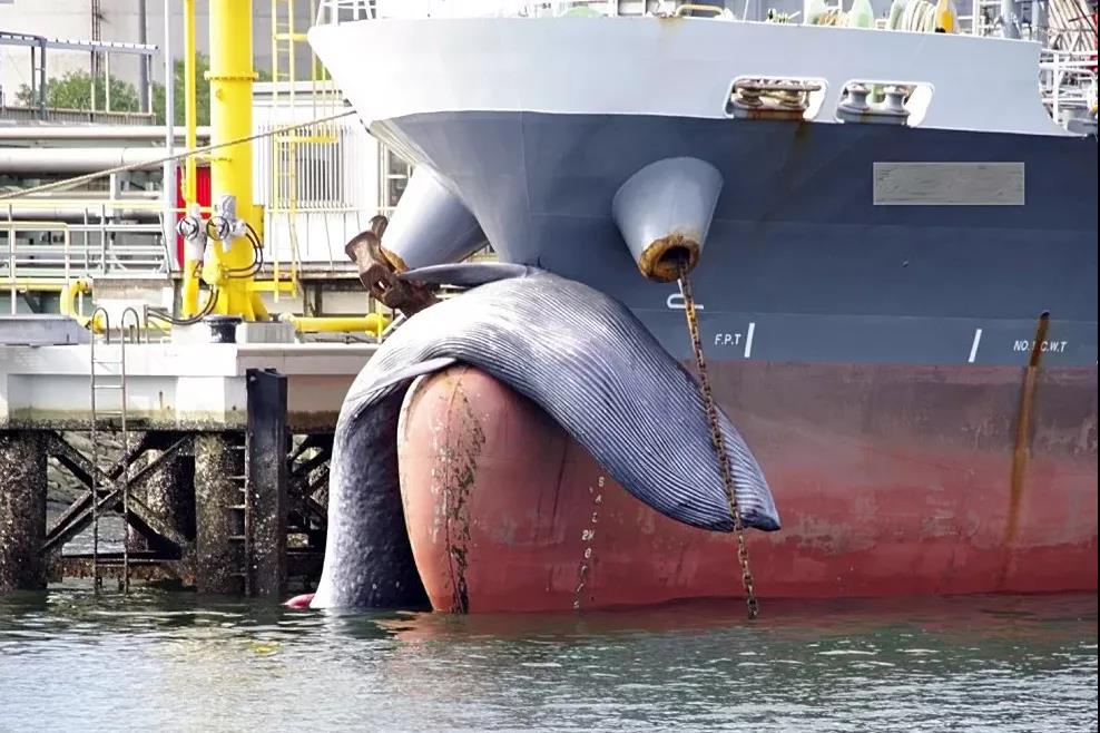 场面惊人！日本货船驶入港口，船头挂着一头鲸鱼死尸...