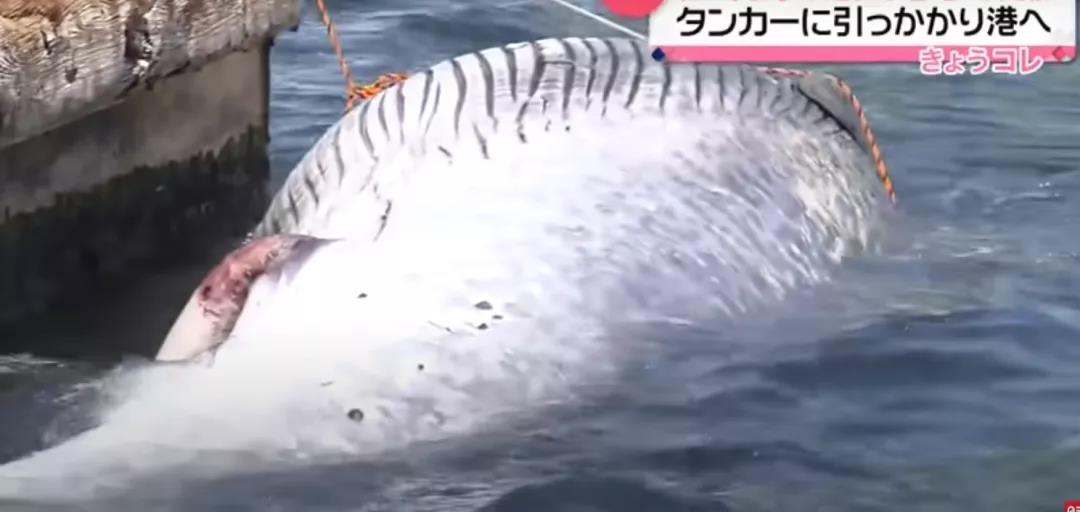 场面惊人！日本货船驶入港口，船头挂着一头鲸鱼死尸...