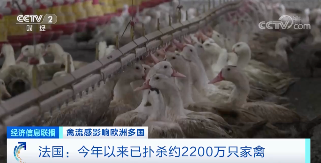 麻烦了！ “史上最严重”，近十个国家爆发禽流感！超过5230万只禽类被宰杀......
