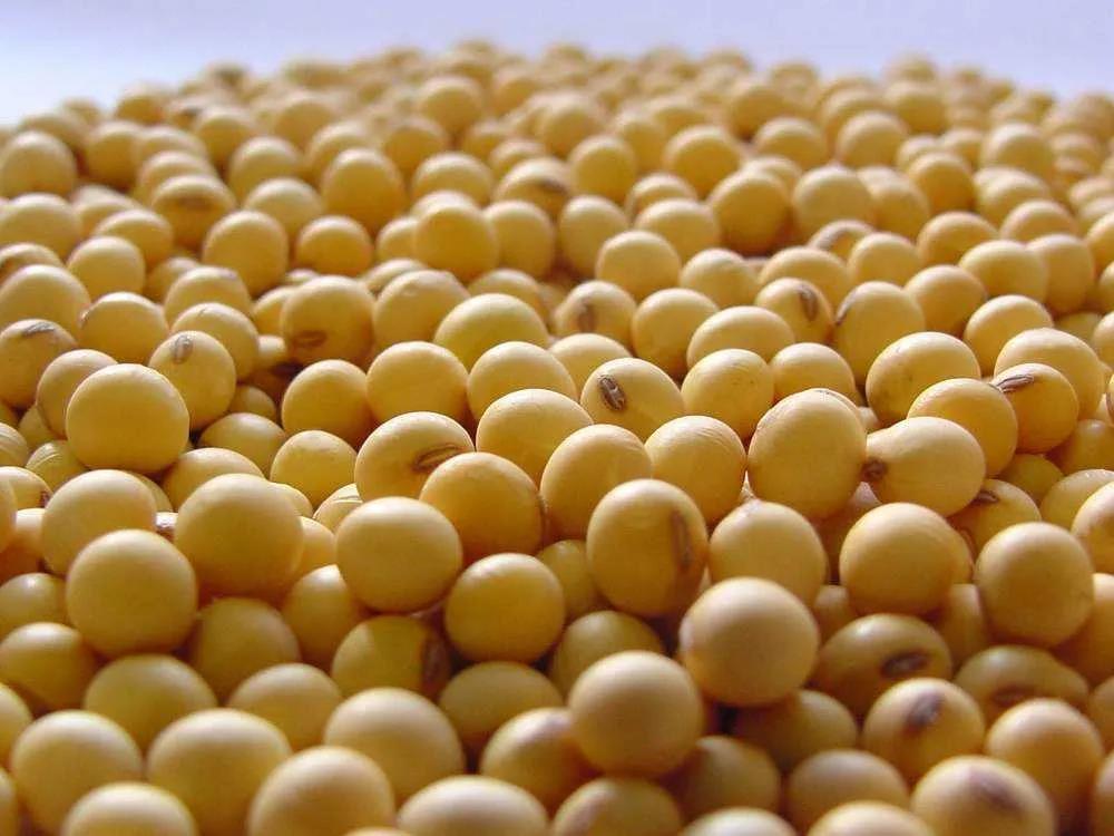 美国大豆出口创新纪录 玉米暂时走弱