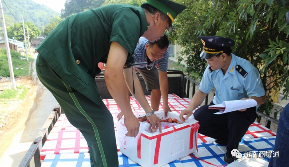 中国加强对进口自越南的火龙果和冷柜集装箱检查