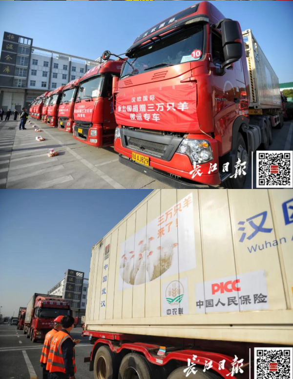 武汉10台集装箱冷链车出发，将接运蒙古国捐赠首批1.2万只羊